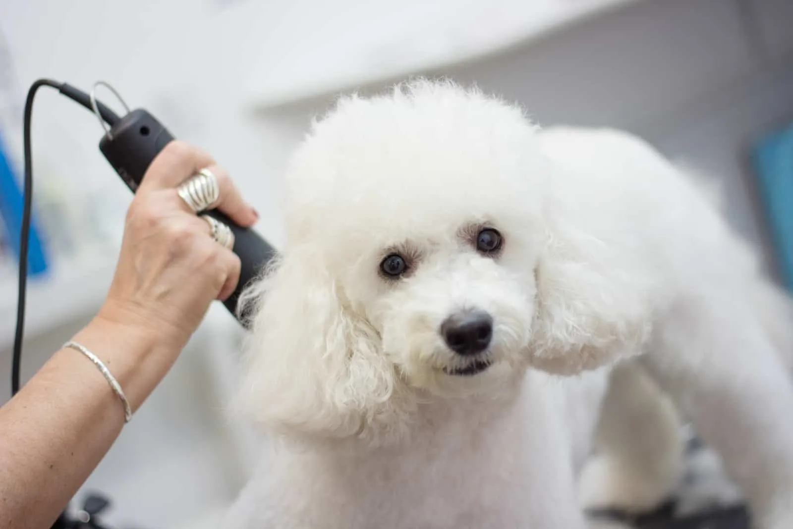 grooming white poodle 