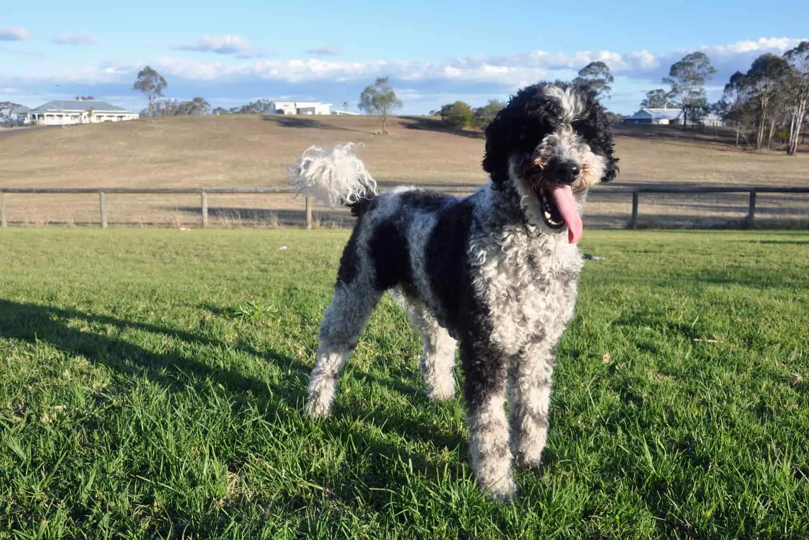 happy Schnoodle standing on grass