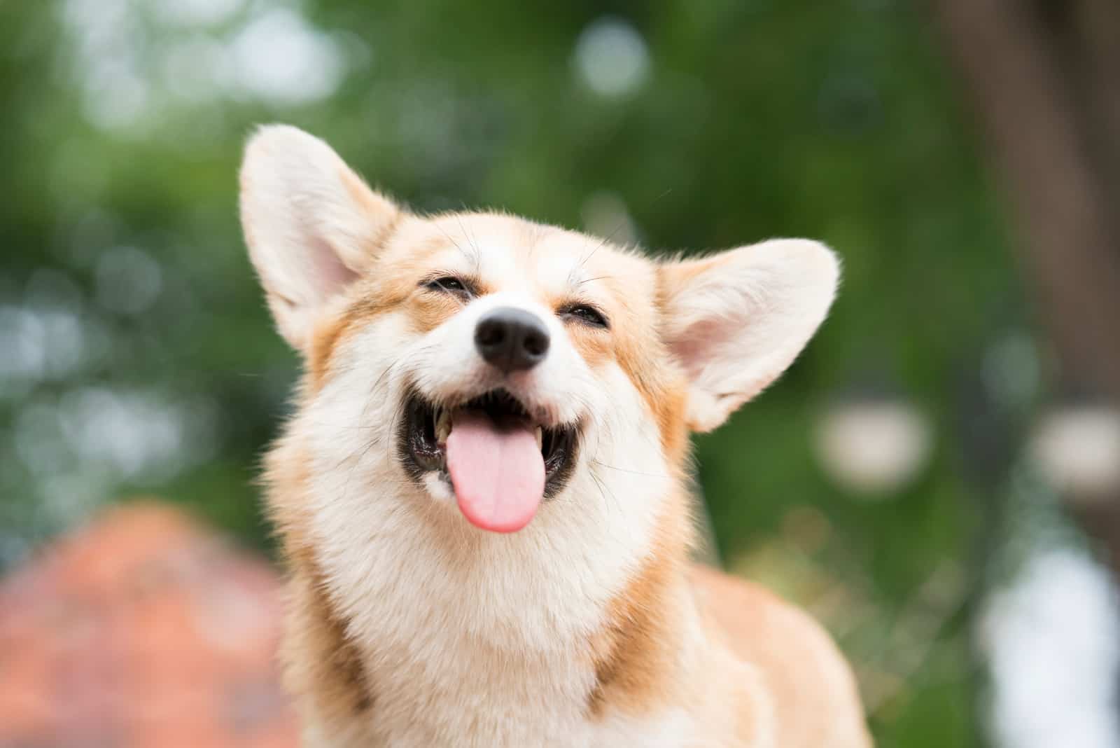 happy corgi dog smiling