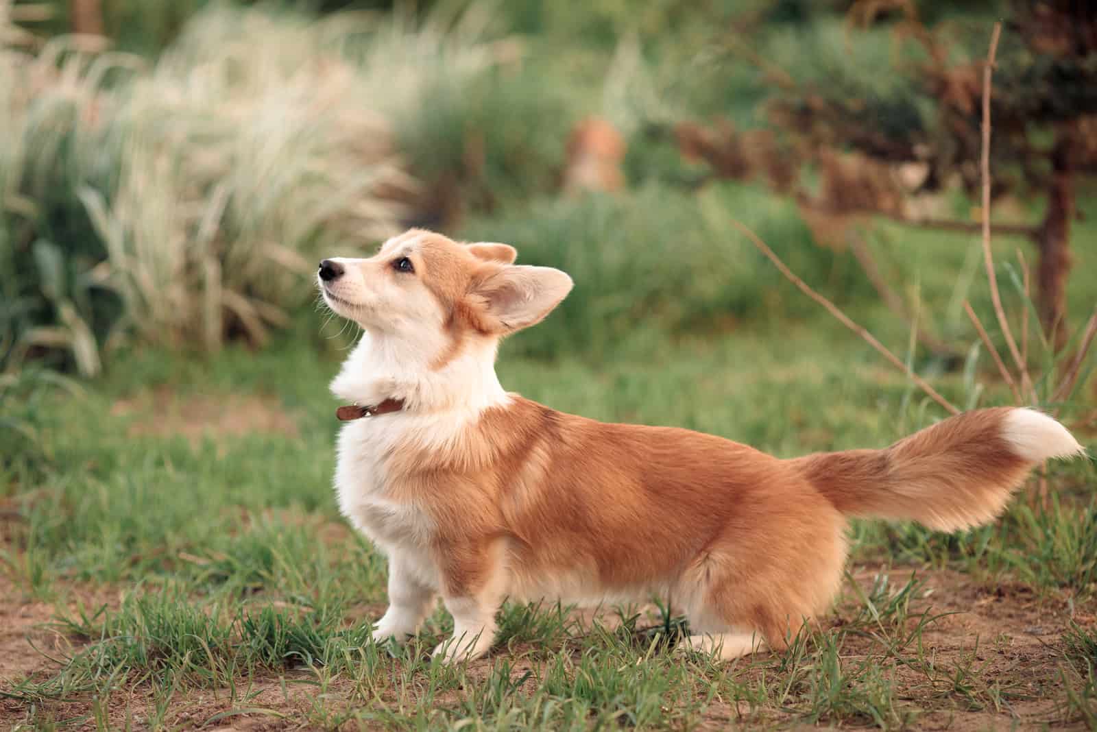 happy dog playing on grass