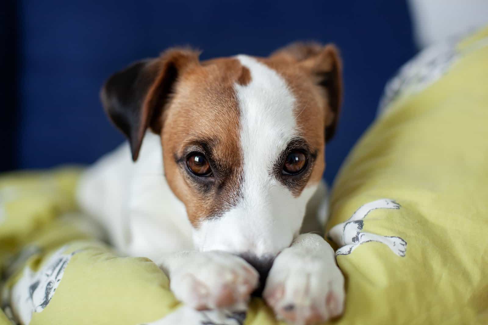 lazy jack russell terrier dog falls asleep