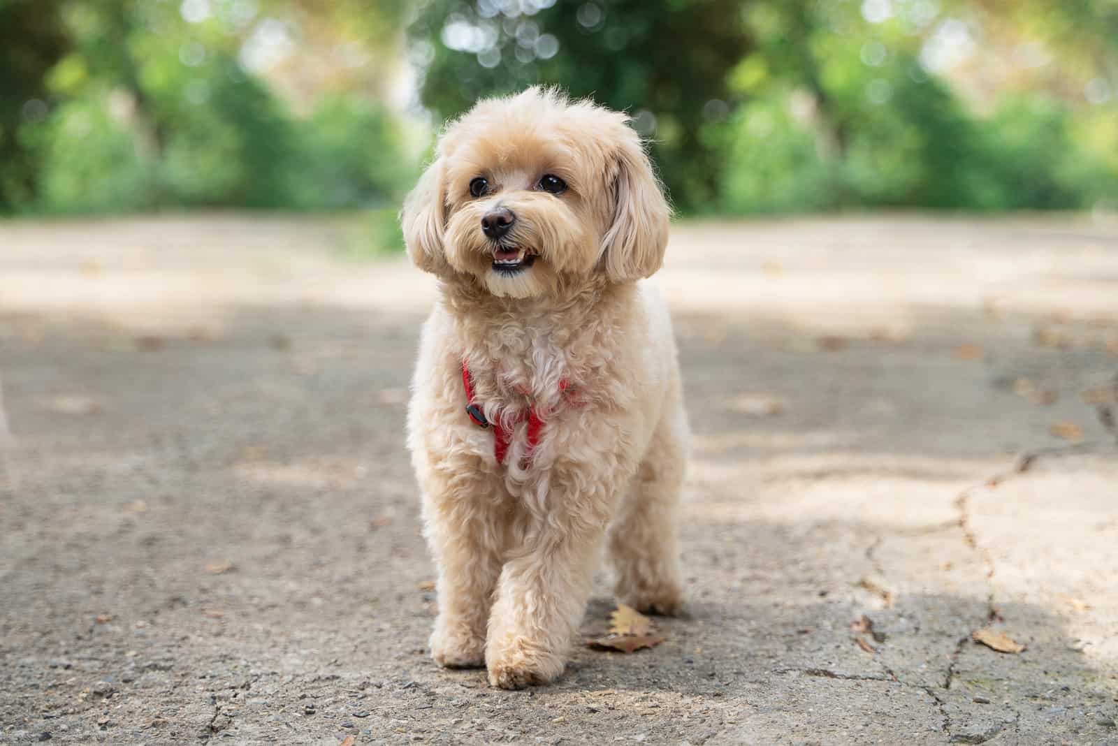 little maltipoo puppy walks in the park 