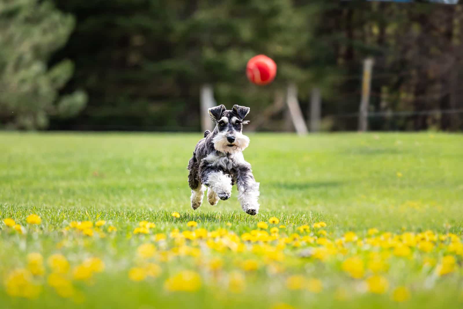 mini schnauzer puppy chasing red ball