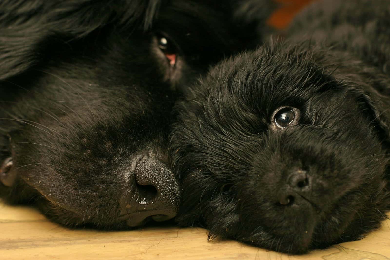 newfoundland puppy and his mother
