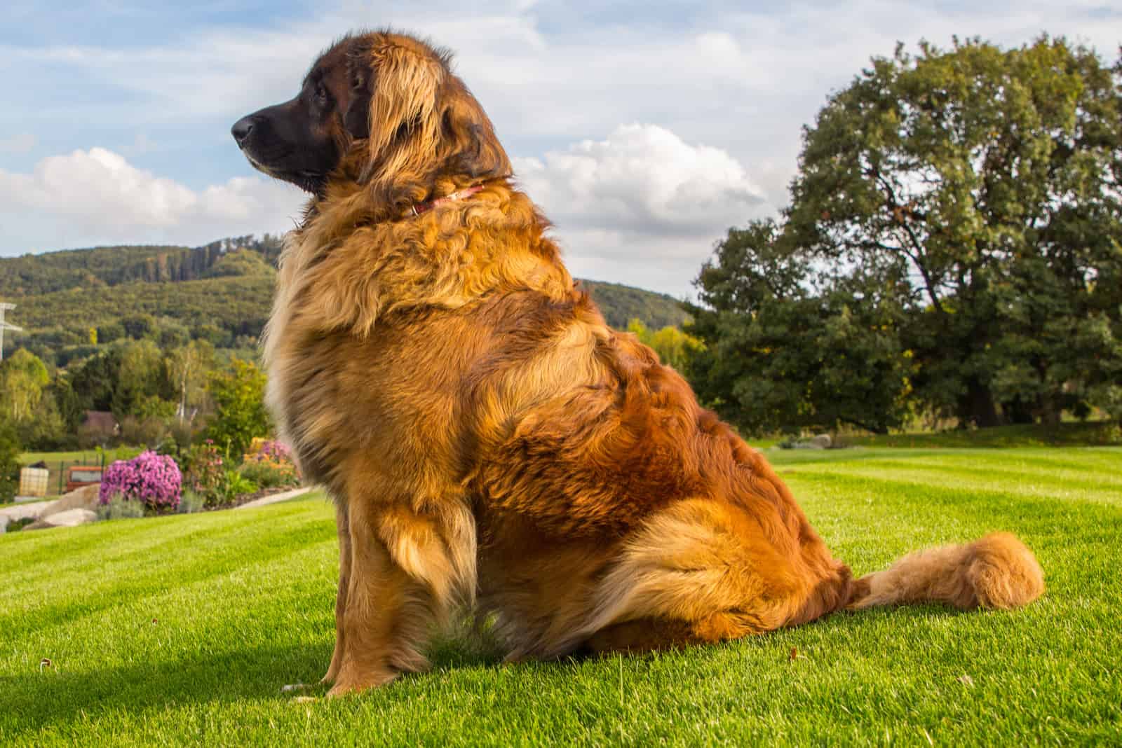 nice Leonberger sitting on a green grass