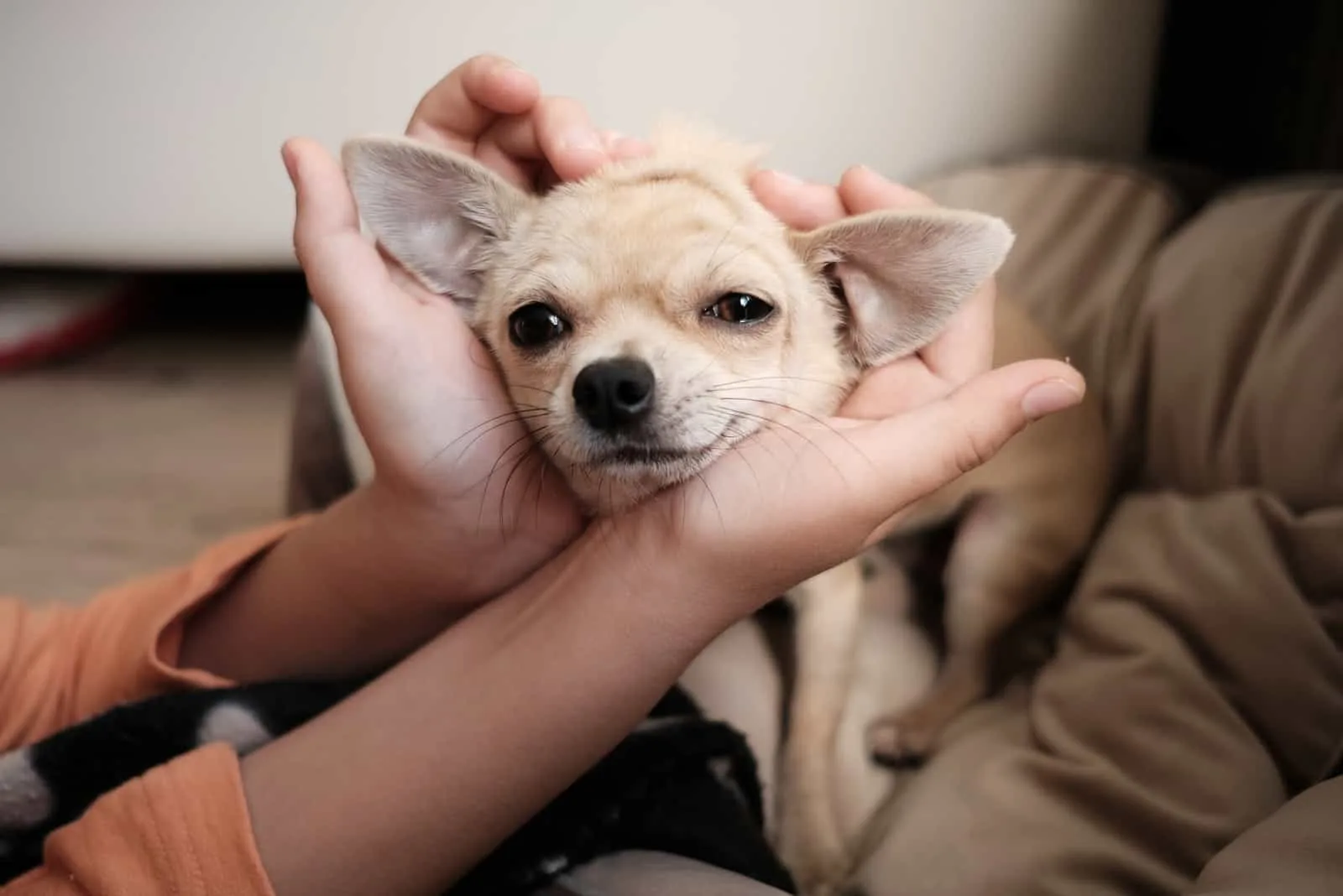 owner holding Chihuahua
