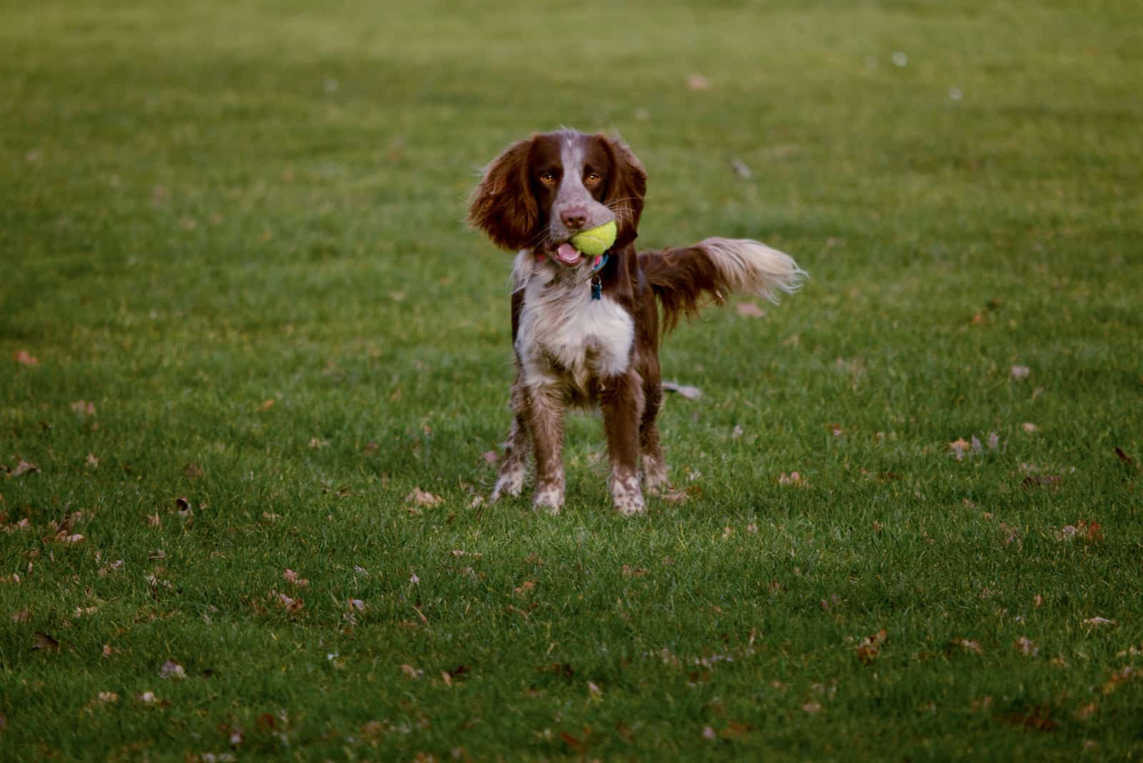 playful dog holding ball
