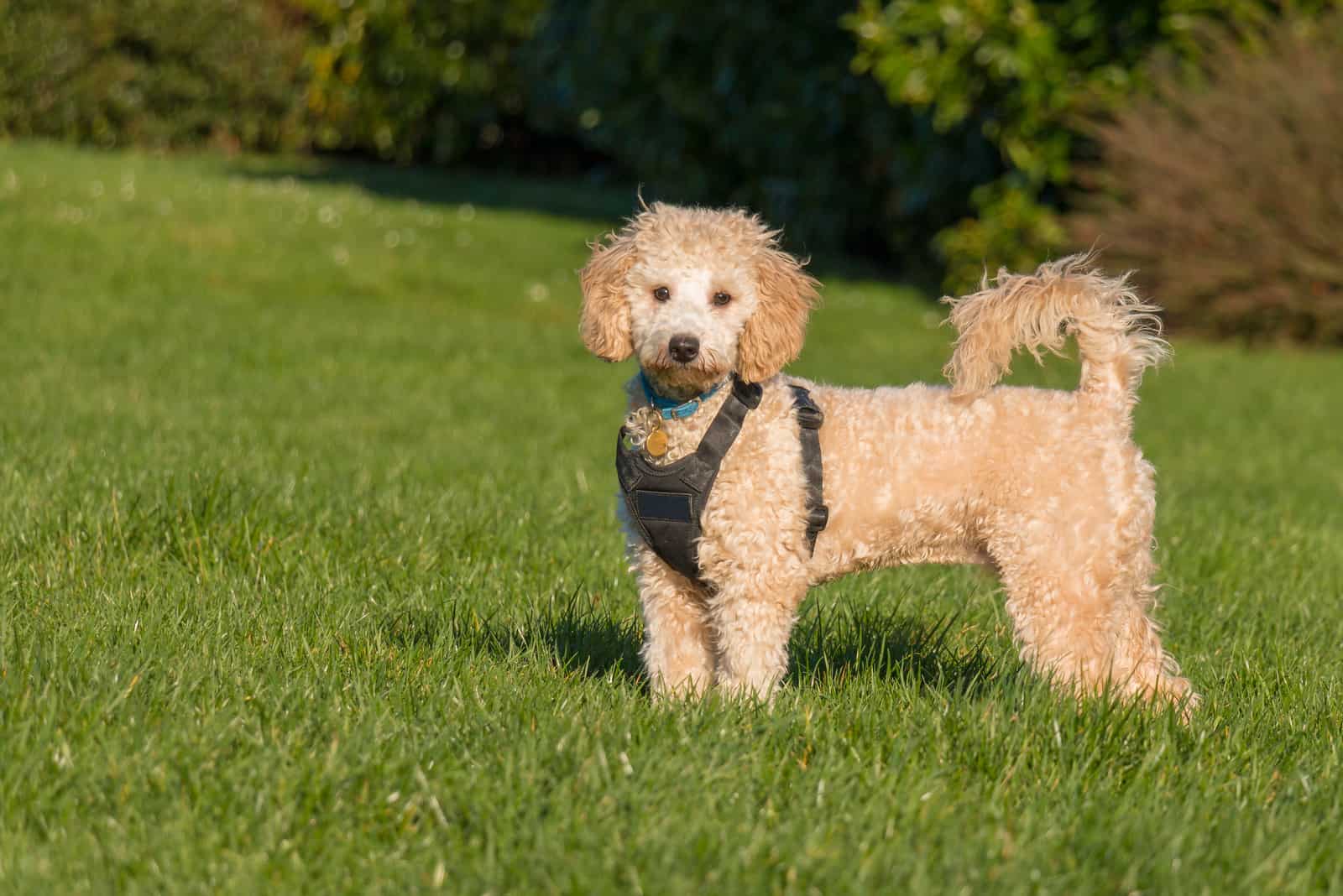 poochon puppy wearing black harness standing with tail up on green grass 