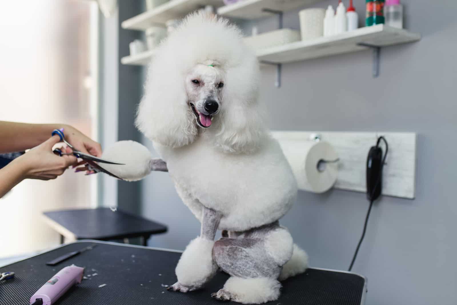 poodle at groomers