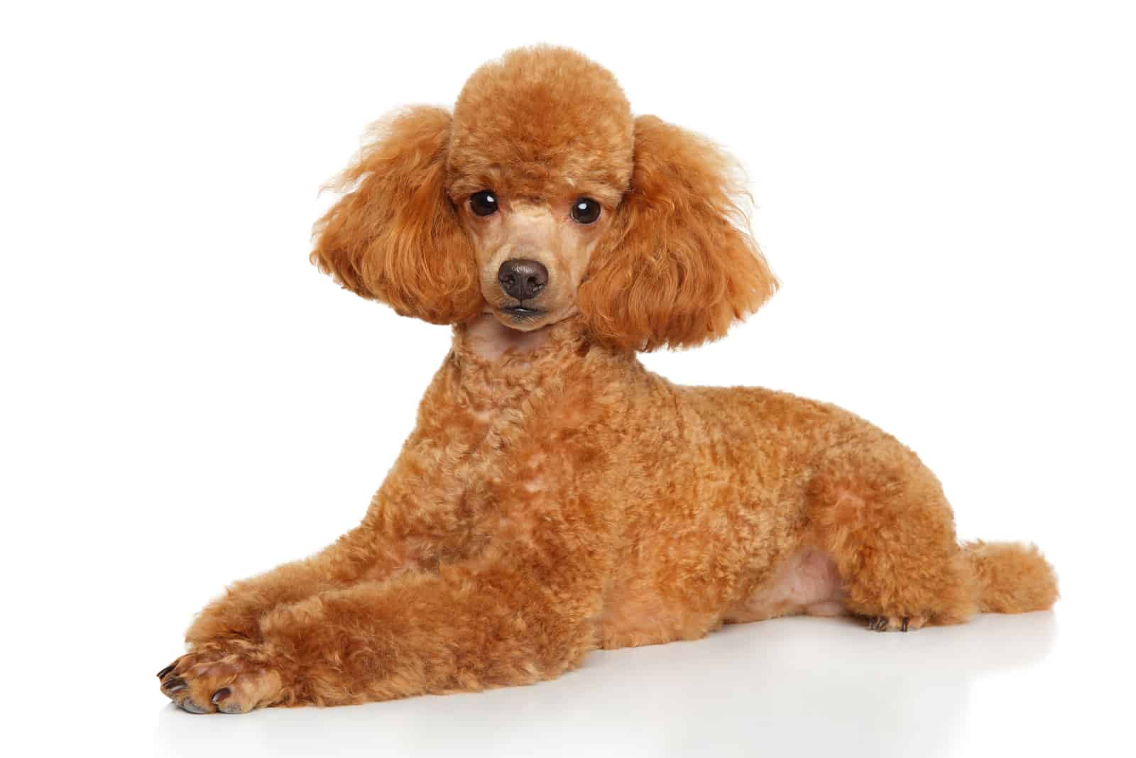 poodle with Bob Cut