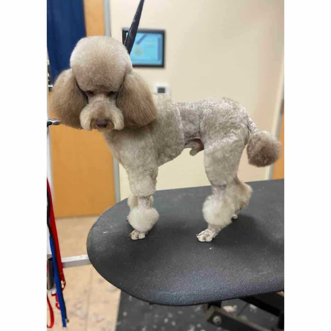 poodle with Bolero Cut