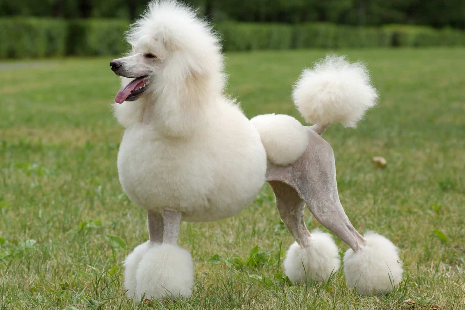 poodle with Continental Cut