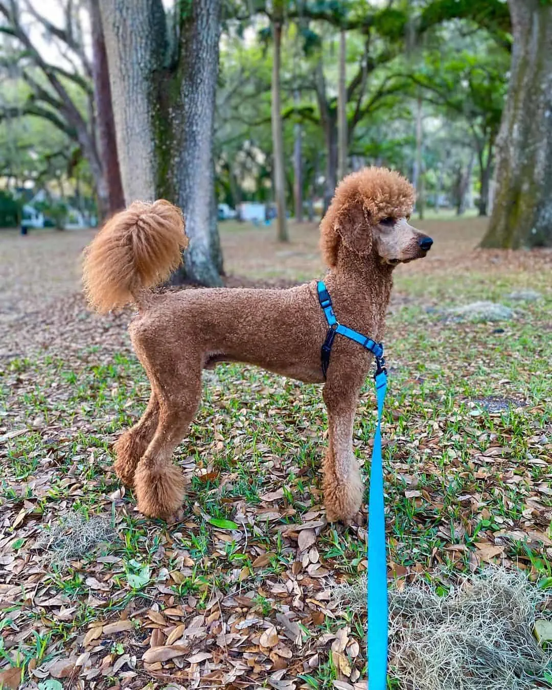 poodle with Pony Cut