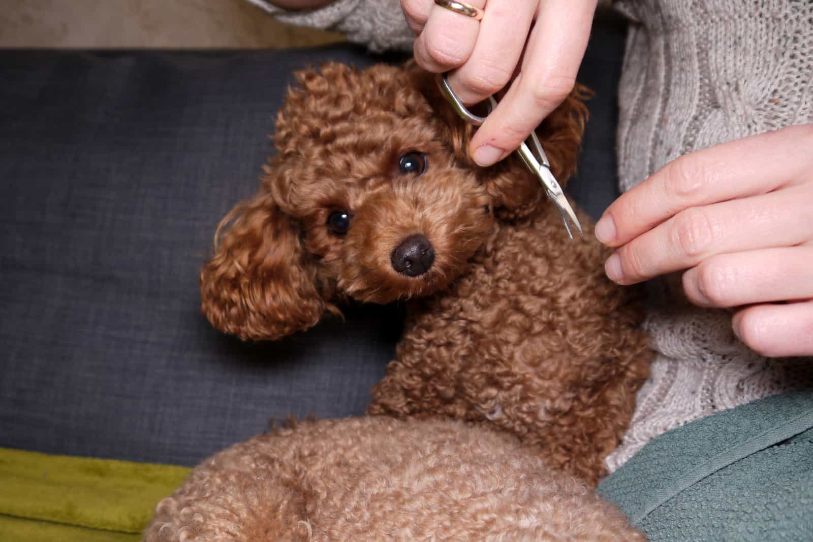 poodle with Puppy Cut