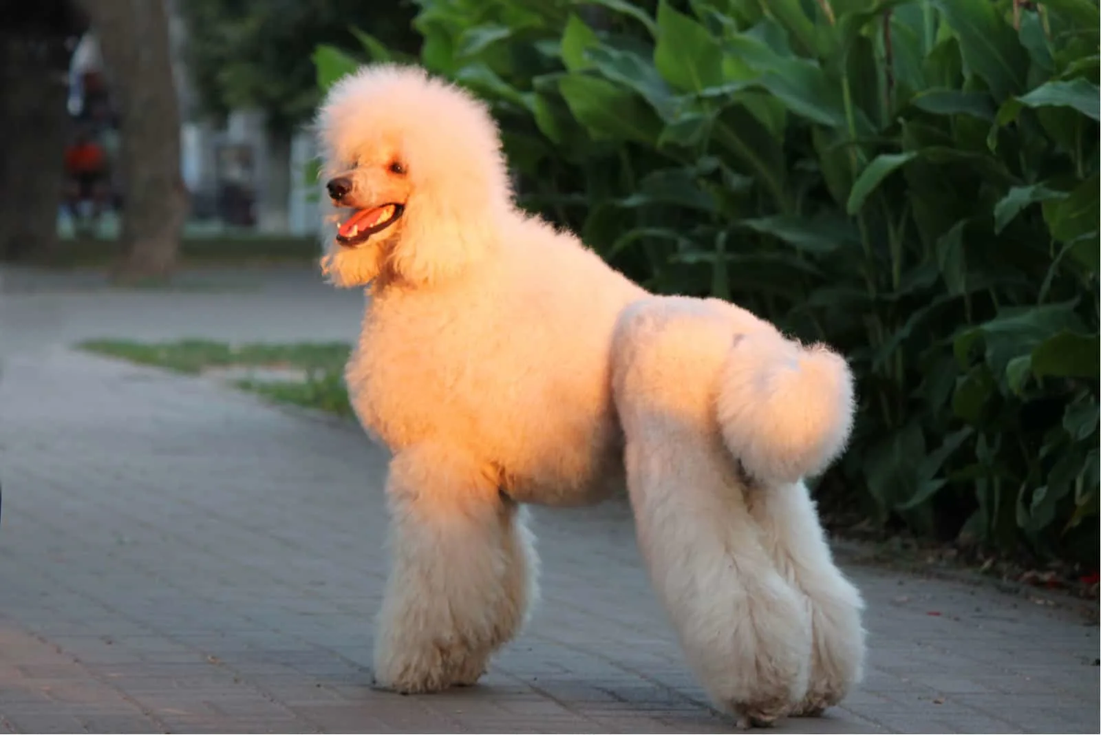 poodle with Scandinavian Cut