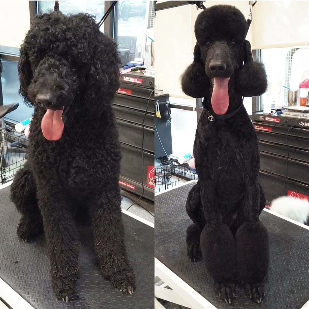 poodle with Tassel Cut