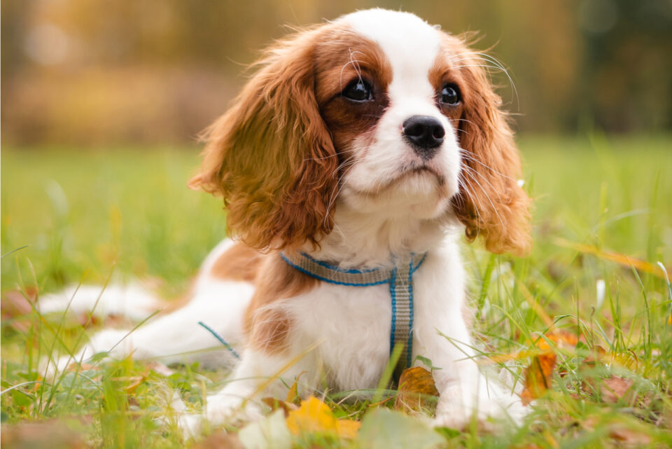The 6 Best Cavalier King Charles Spaniel Breeders In The U.S.