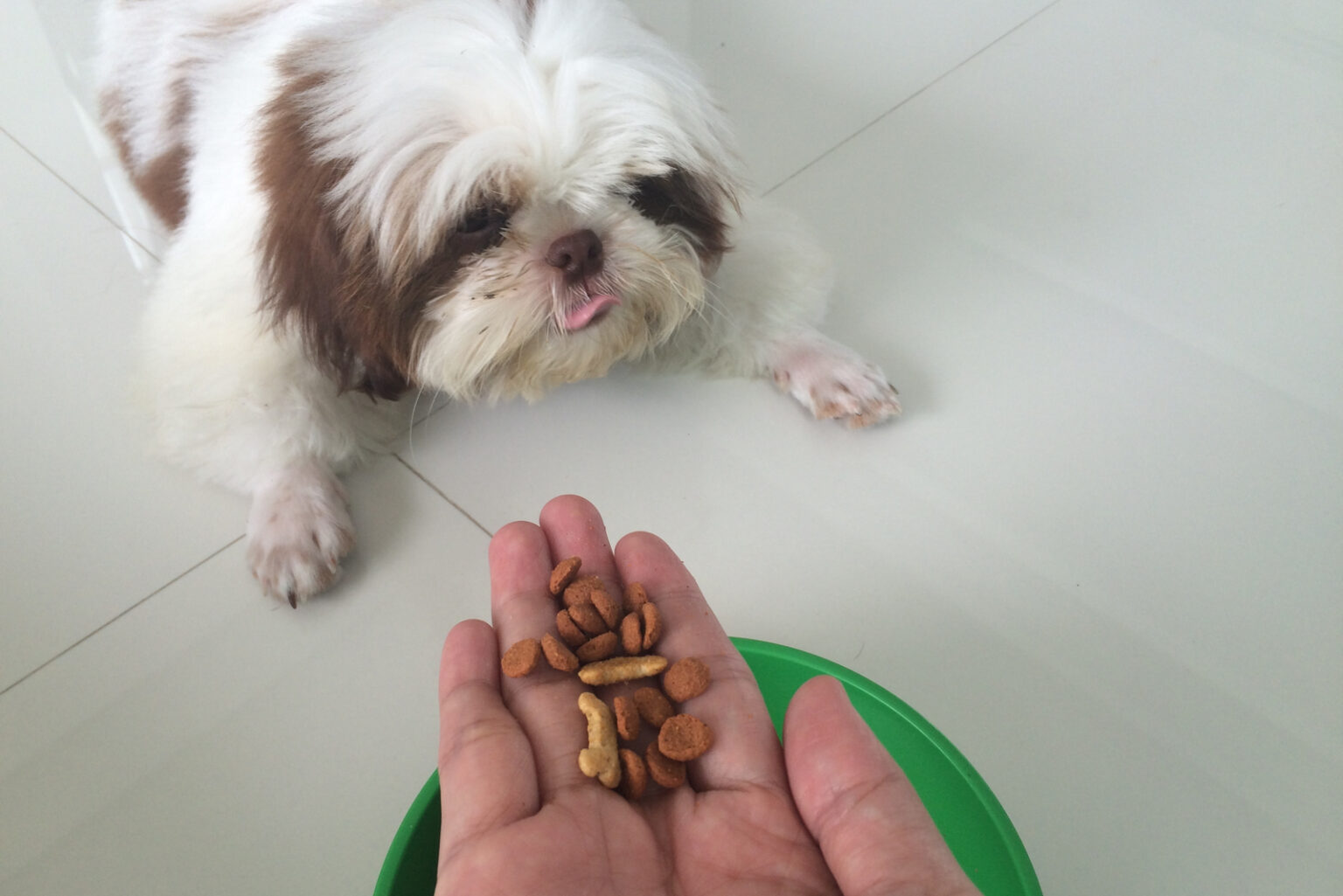 The Ultimate Shih Tzu Feeding Chart — How To Feed Your Dog
