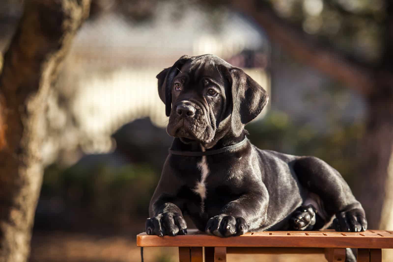 puppy sitting on bench in park