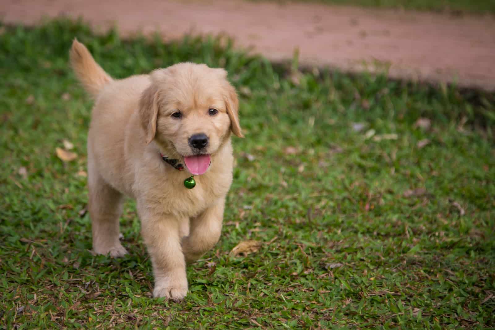 puppy walking on grass outside