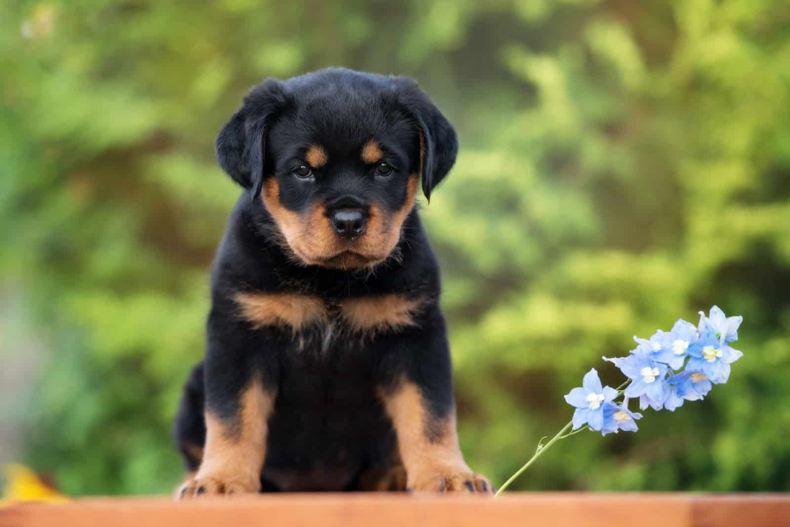 rottweiler puppy sitting outdoors with blue flower