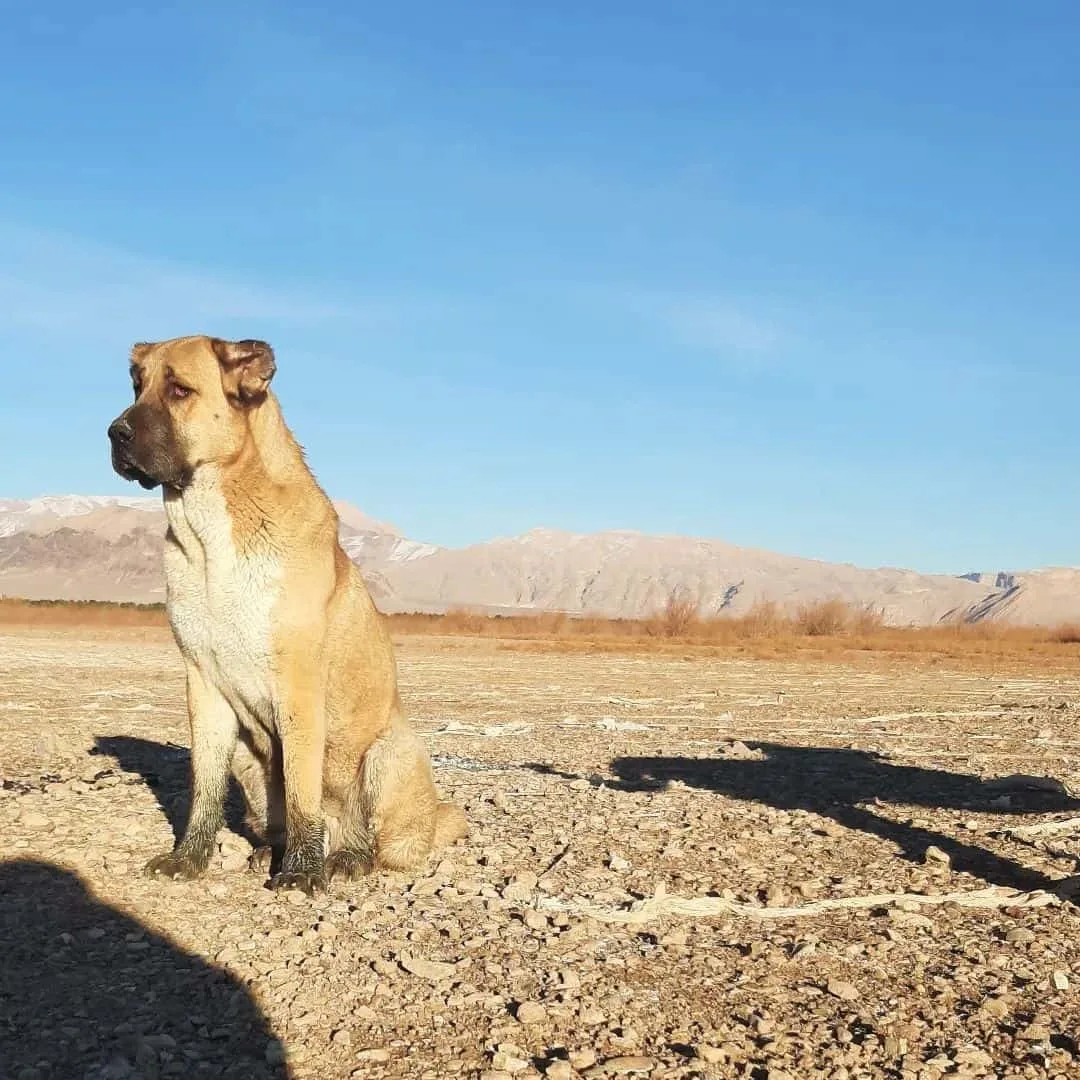 sarabi dog standing alone