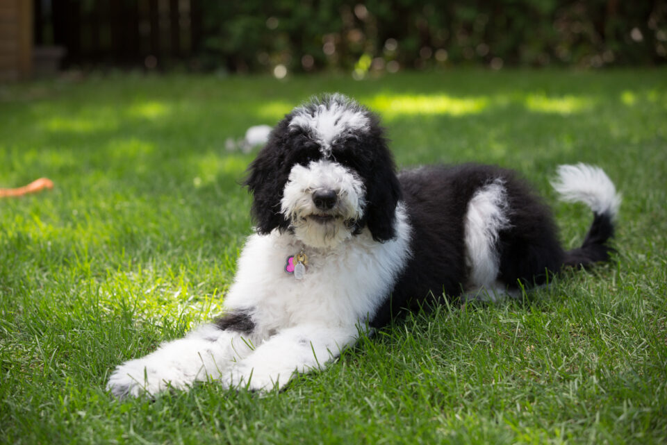 24 Best Doodle Breeds For Every Kind Of Owner 24-best-doodle-breeds-for-every-kind-of-owner
