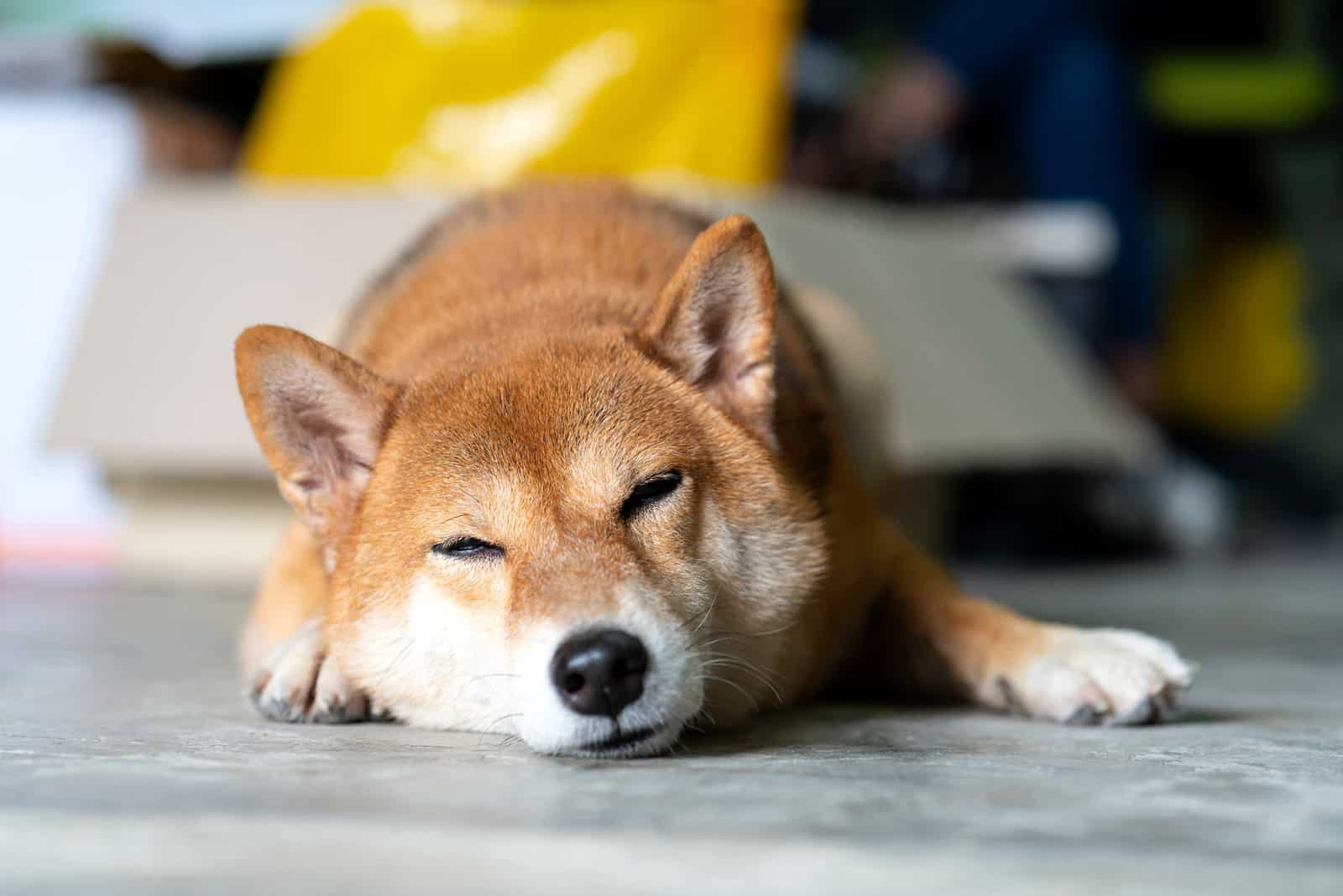 shiba inu sleeping on the floor