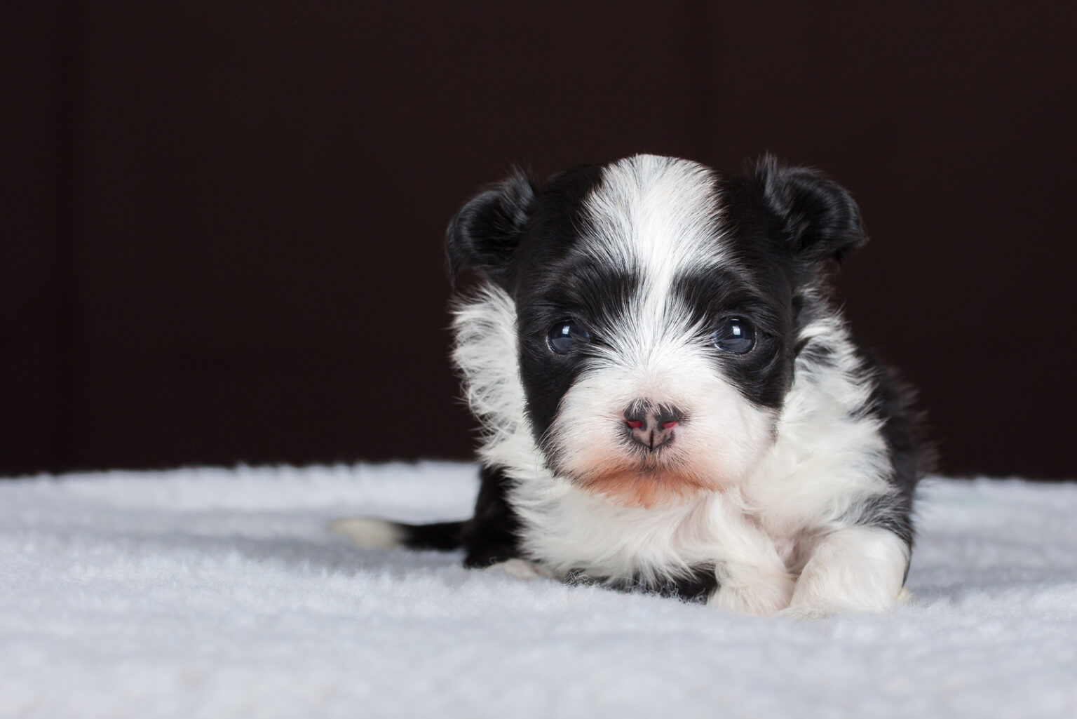 Havanese Growth Chart How Big Can This Aristocrat Dog Get?