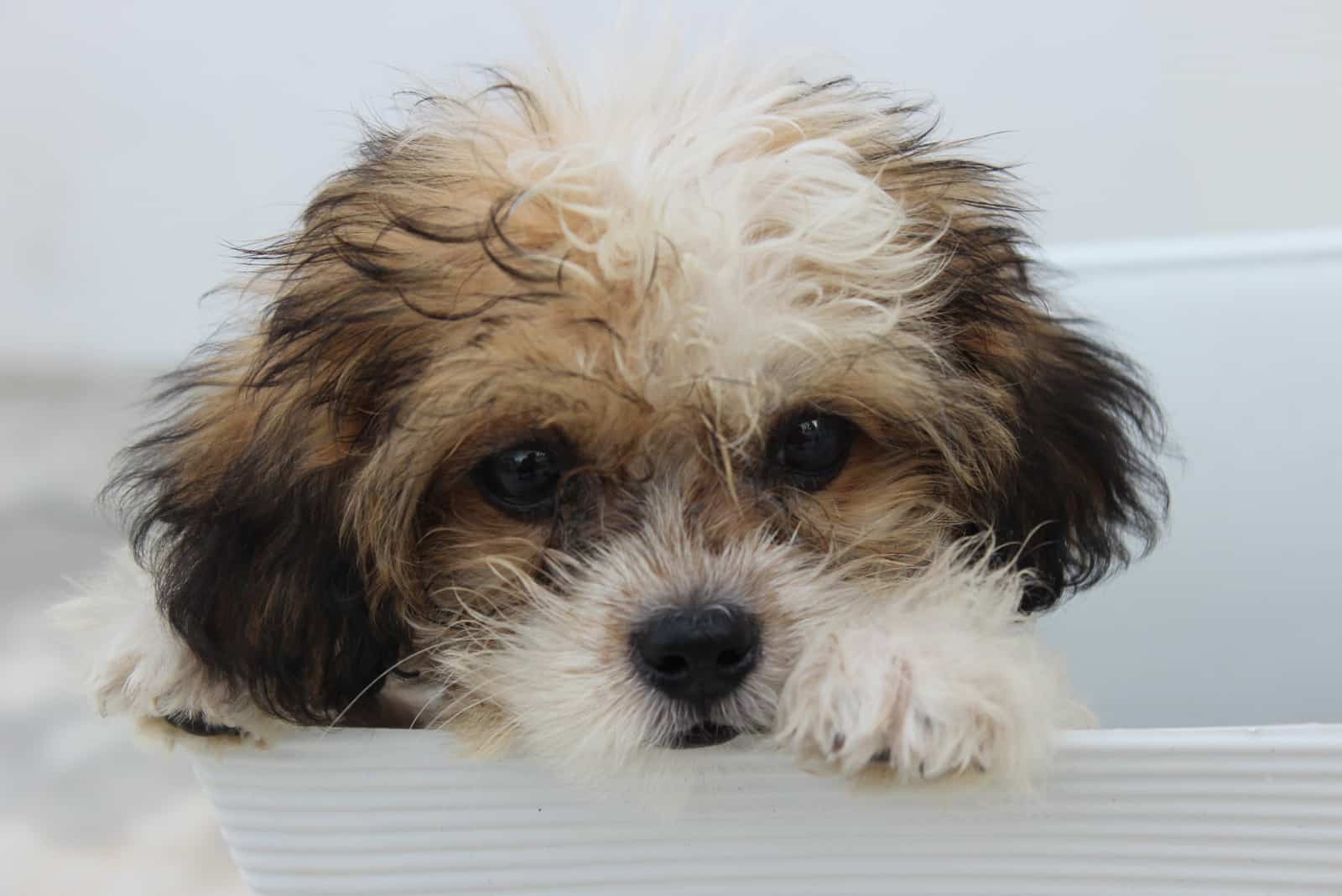 super cute little puppy Shihpoo