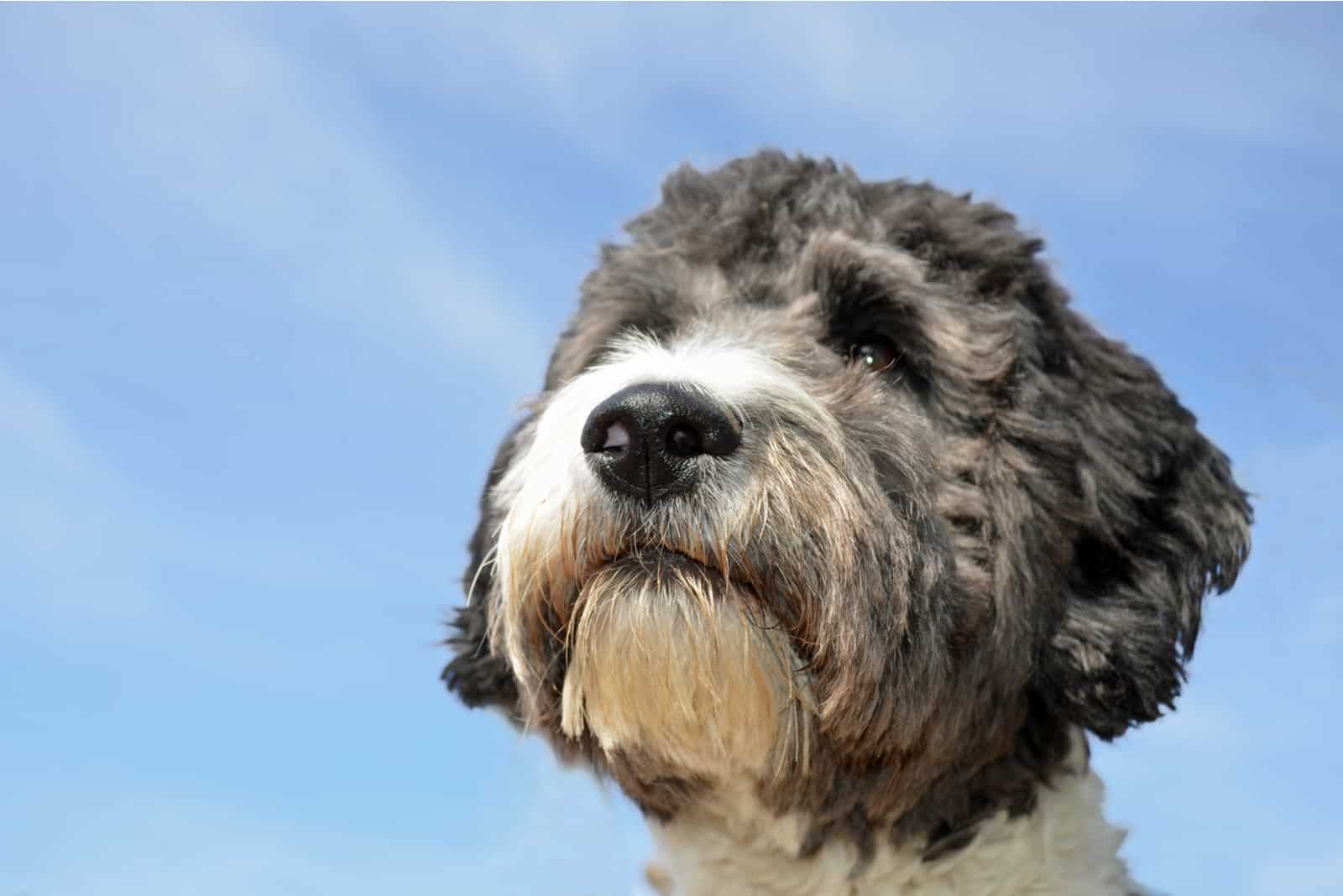 sweet aussiedoodle looking at distance