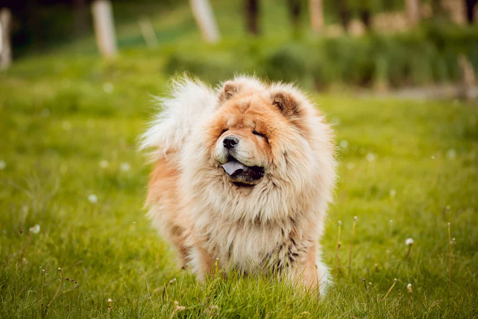 sweet dog chow-chow in the park standing