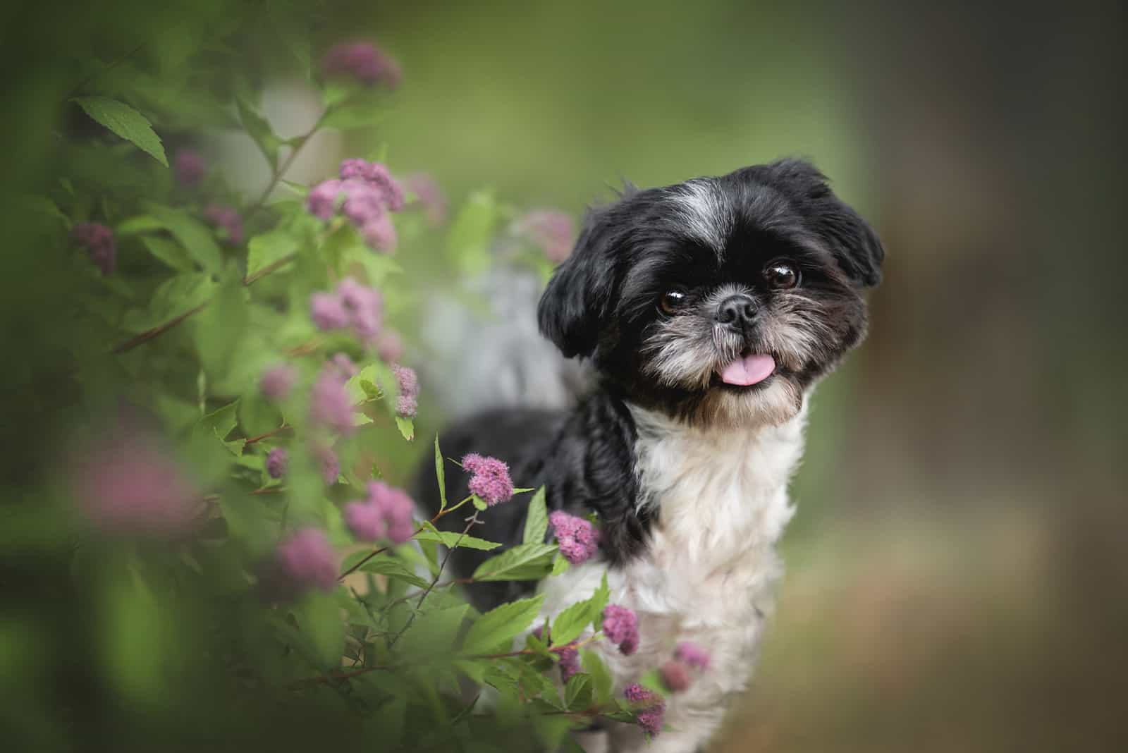 the adorable Shih Tzus stands in flowers