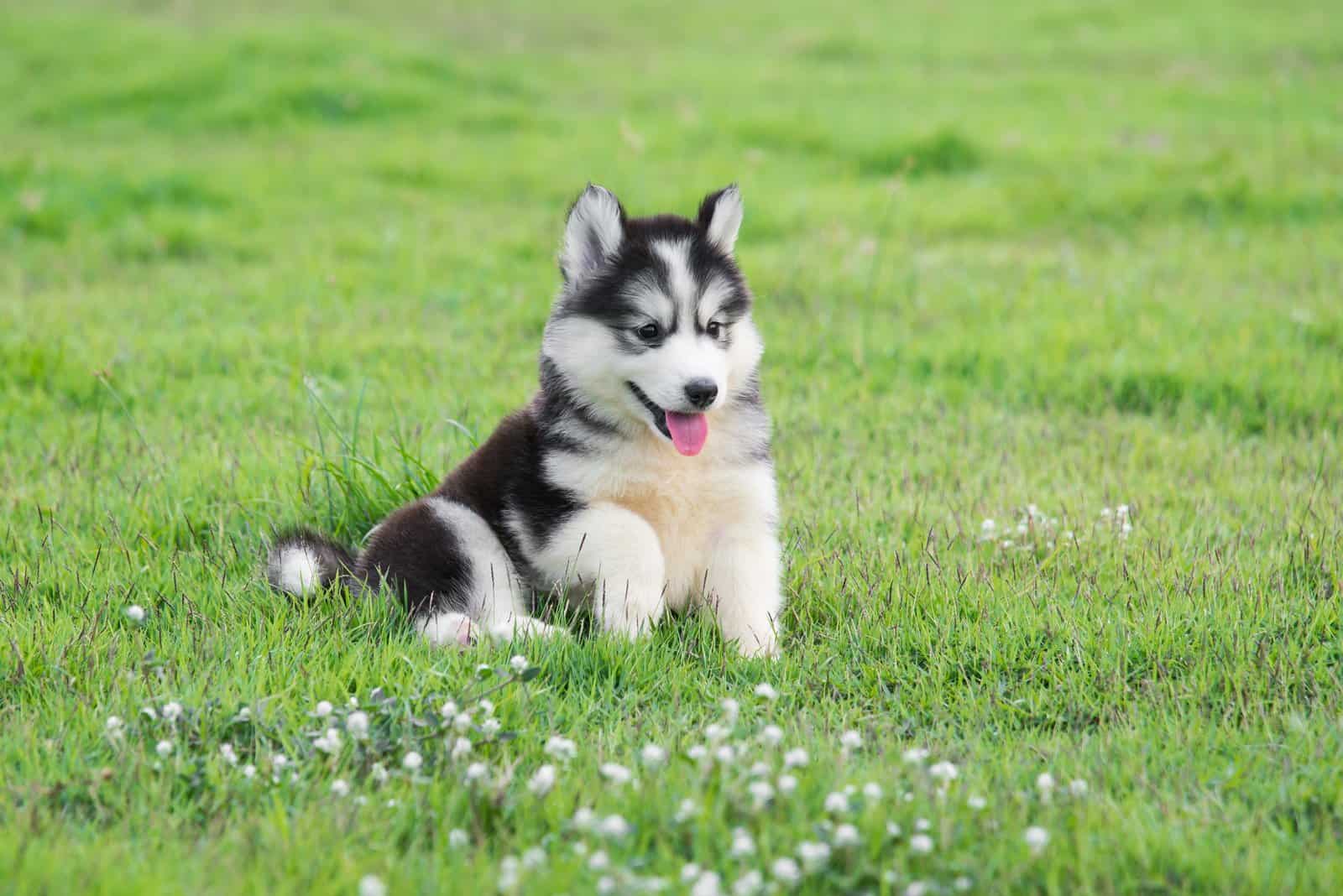 the adorable husky rock sits in the grass