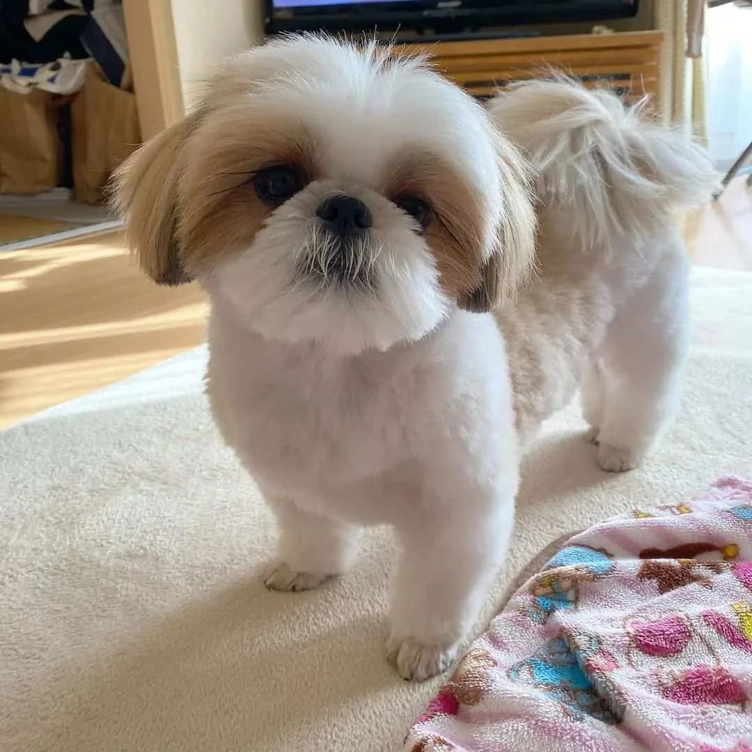 Adorable Shih Tzu Hair Styles