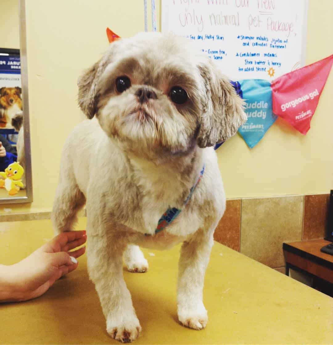 the adorable shih tzu is standing on the sucking table