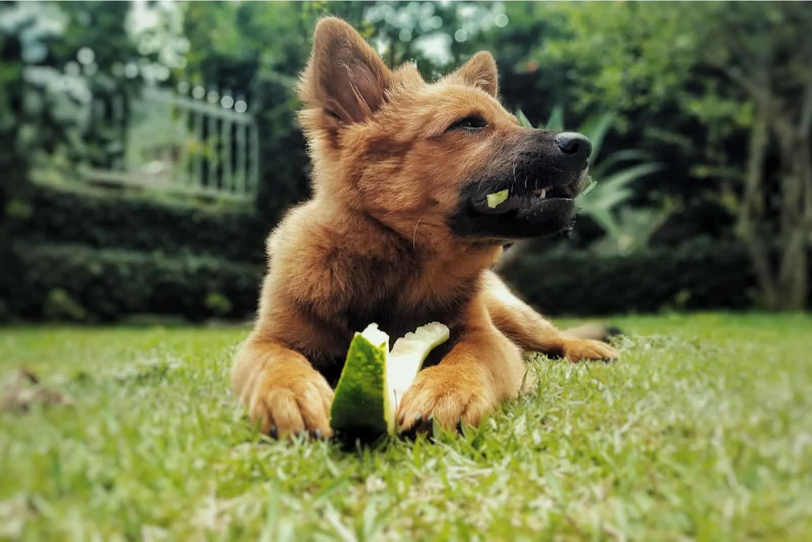 the dog lies on the grass and eats