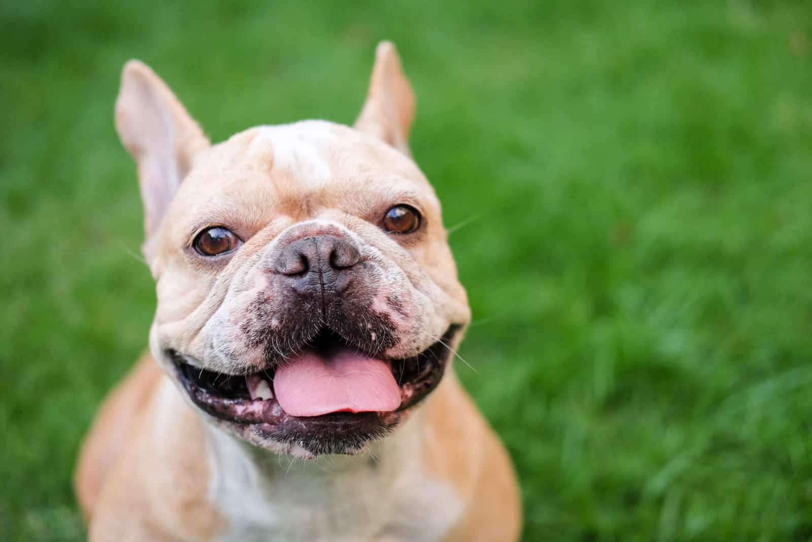 the french bulldog laughs