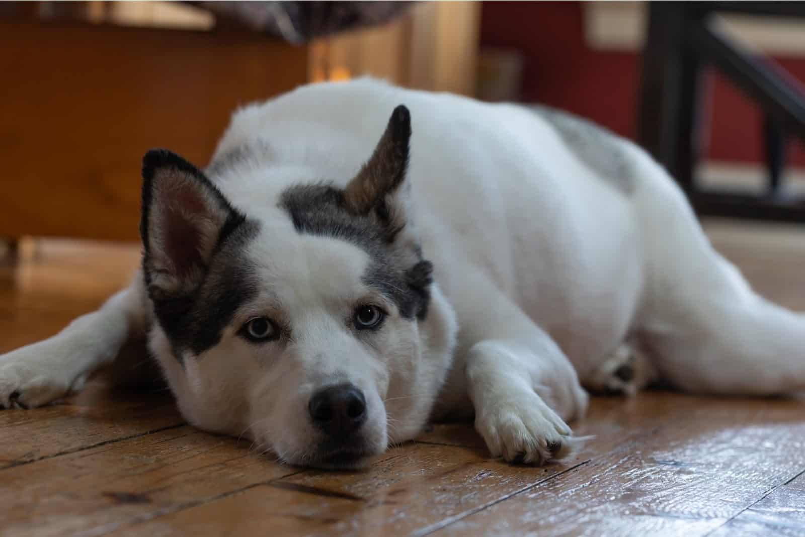 the husky lies on the floor and rests