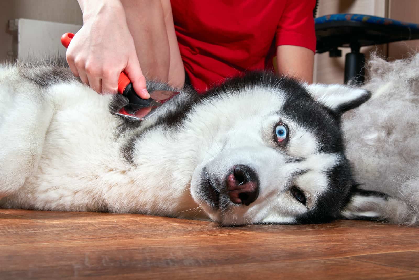 the owner taking care of husky coat