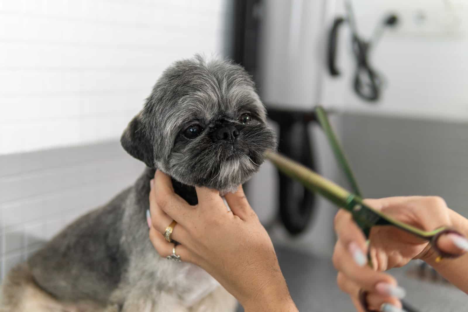 the woman is grooming Shih Tzu