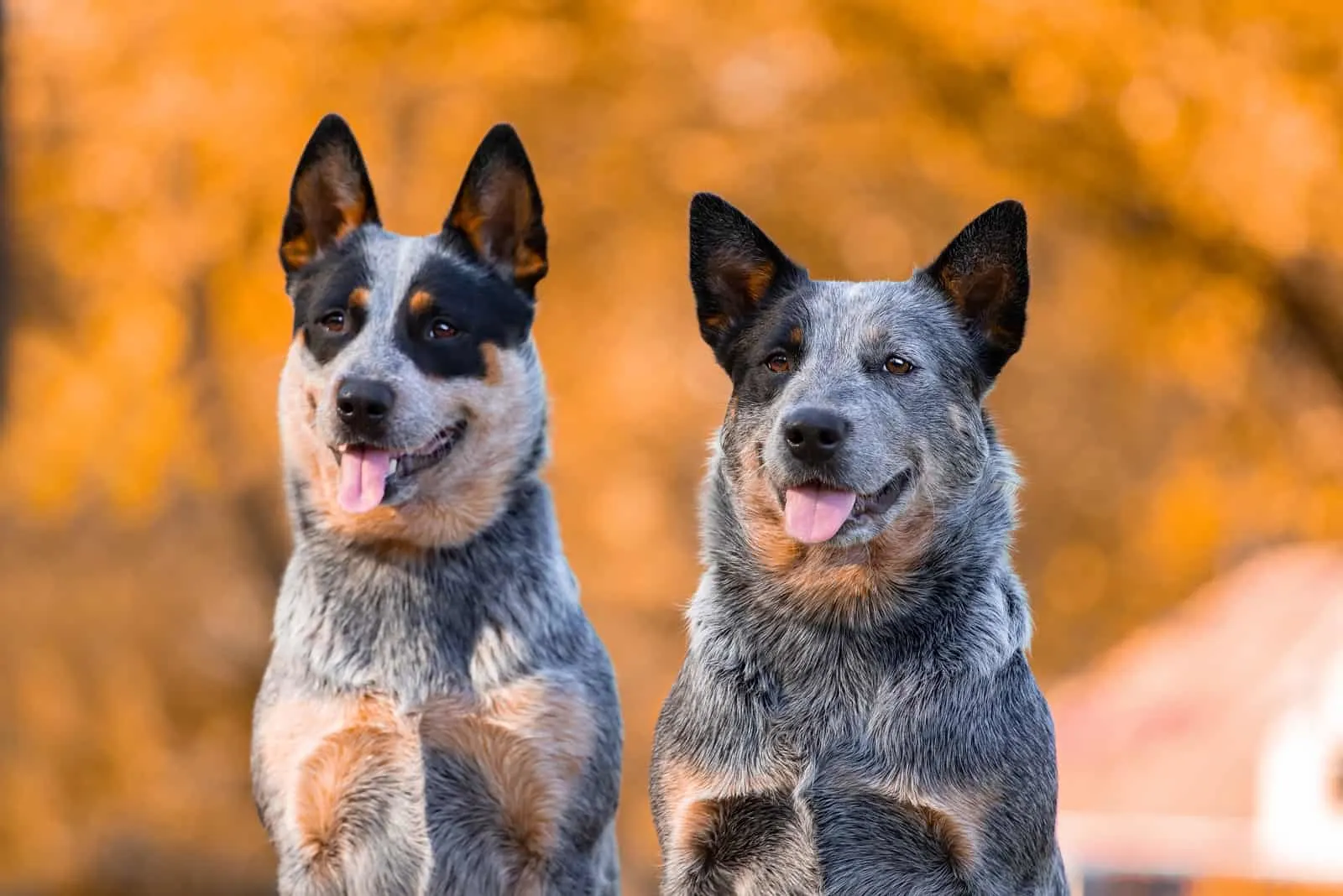 Australian Shepherd Blue Heeler Mix Important Features Australian Shepherd Blue Heeler Mix Important Features