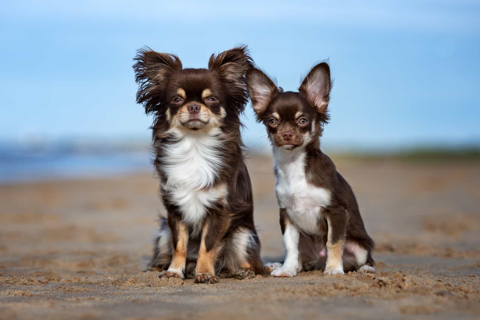 two Chihuahuas sititng outside