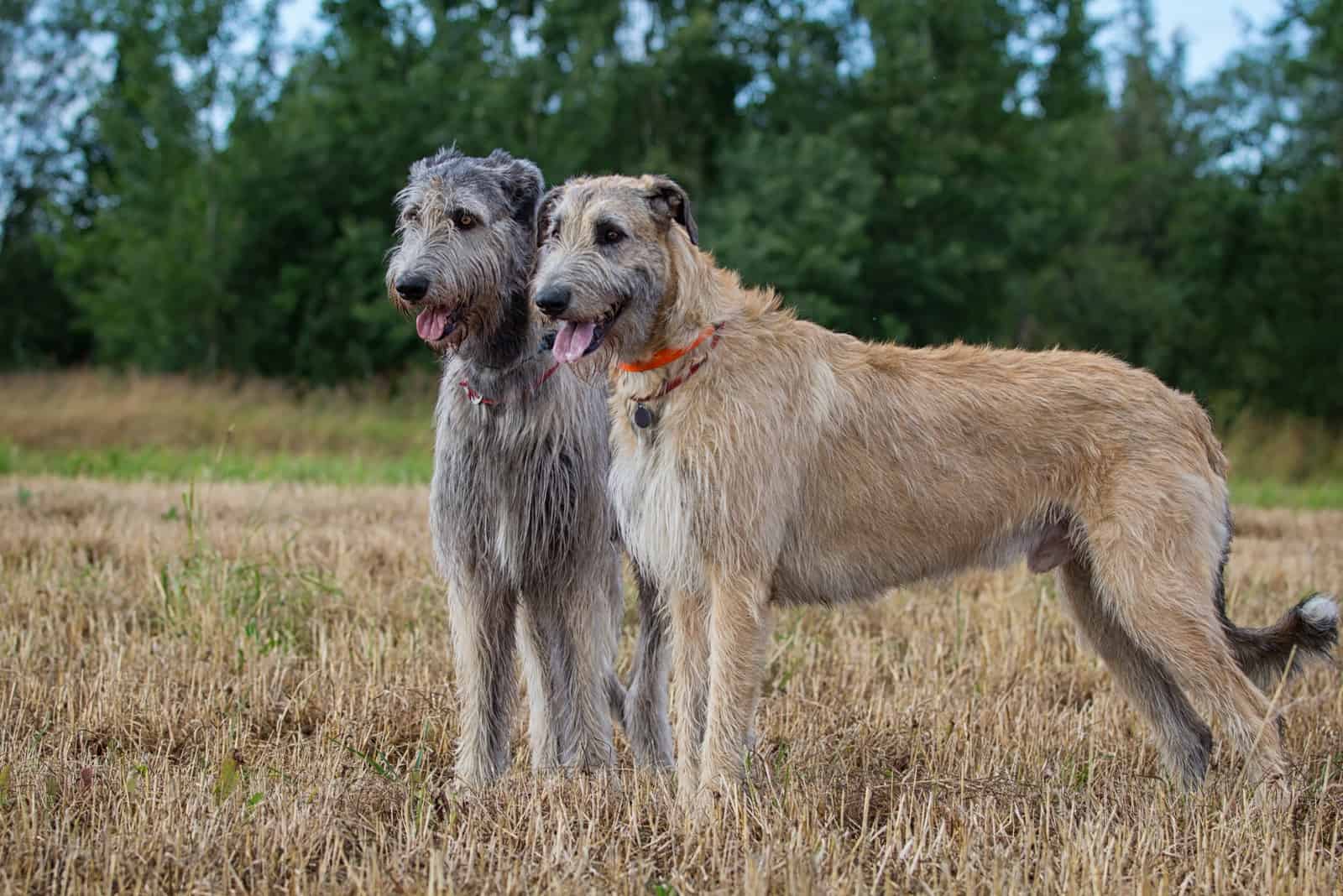 two Irish Wolfhound dogs standing outside
