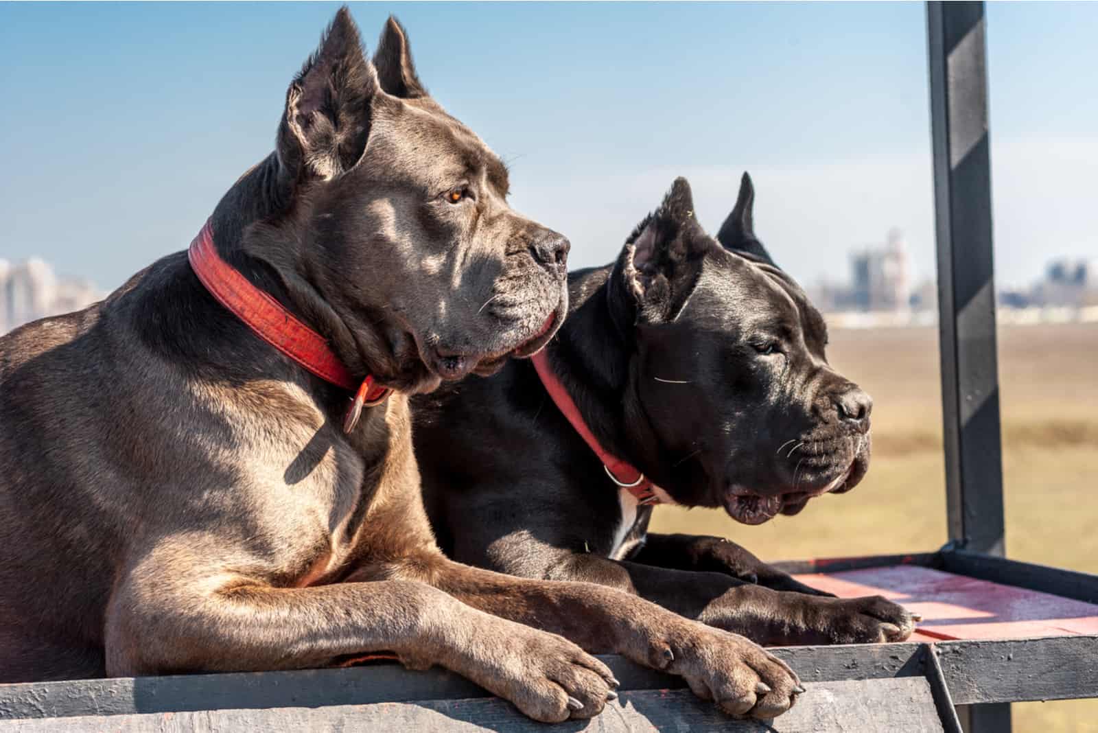 two black dogs looking into distance