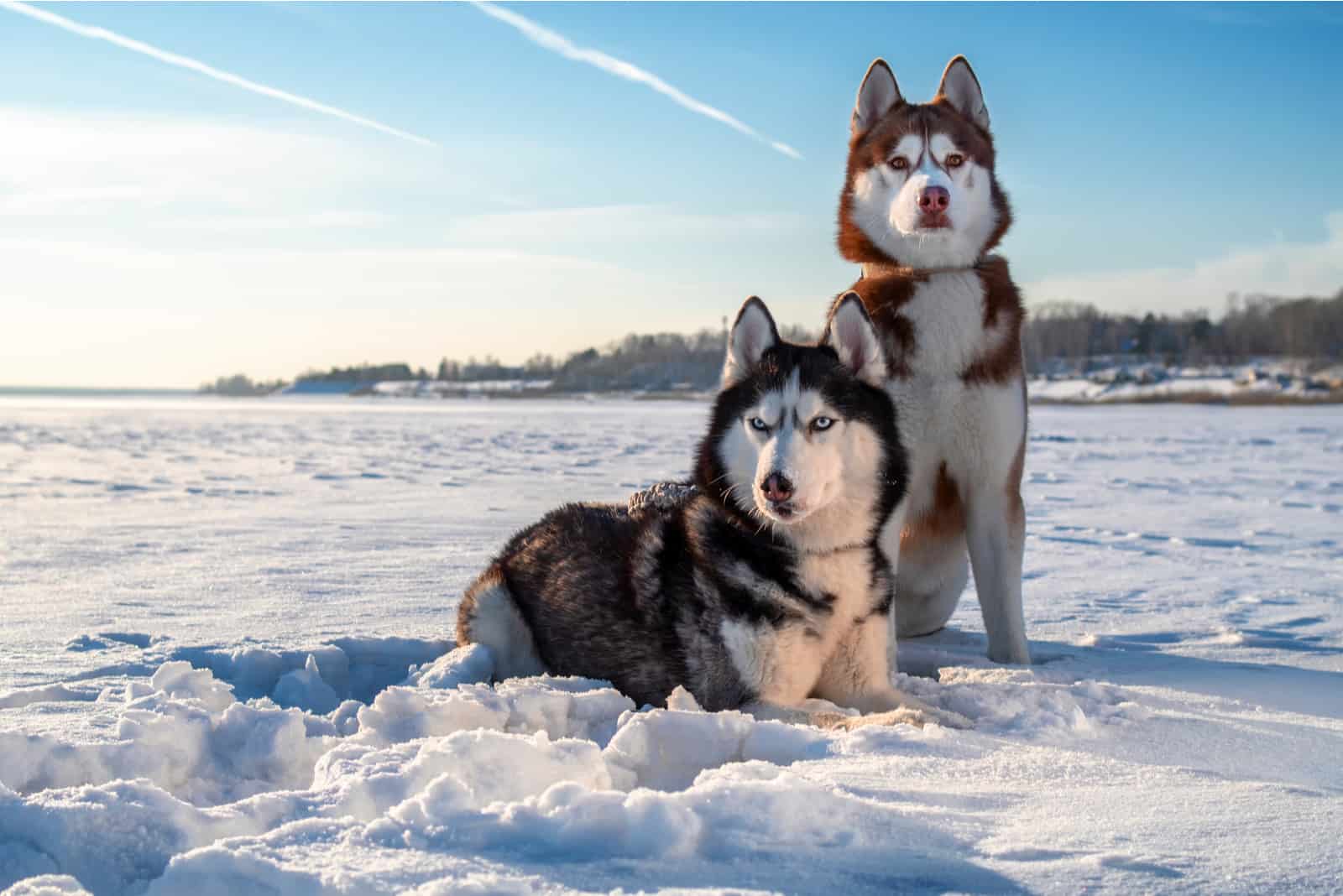 two husky dogs sitting on the snow