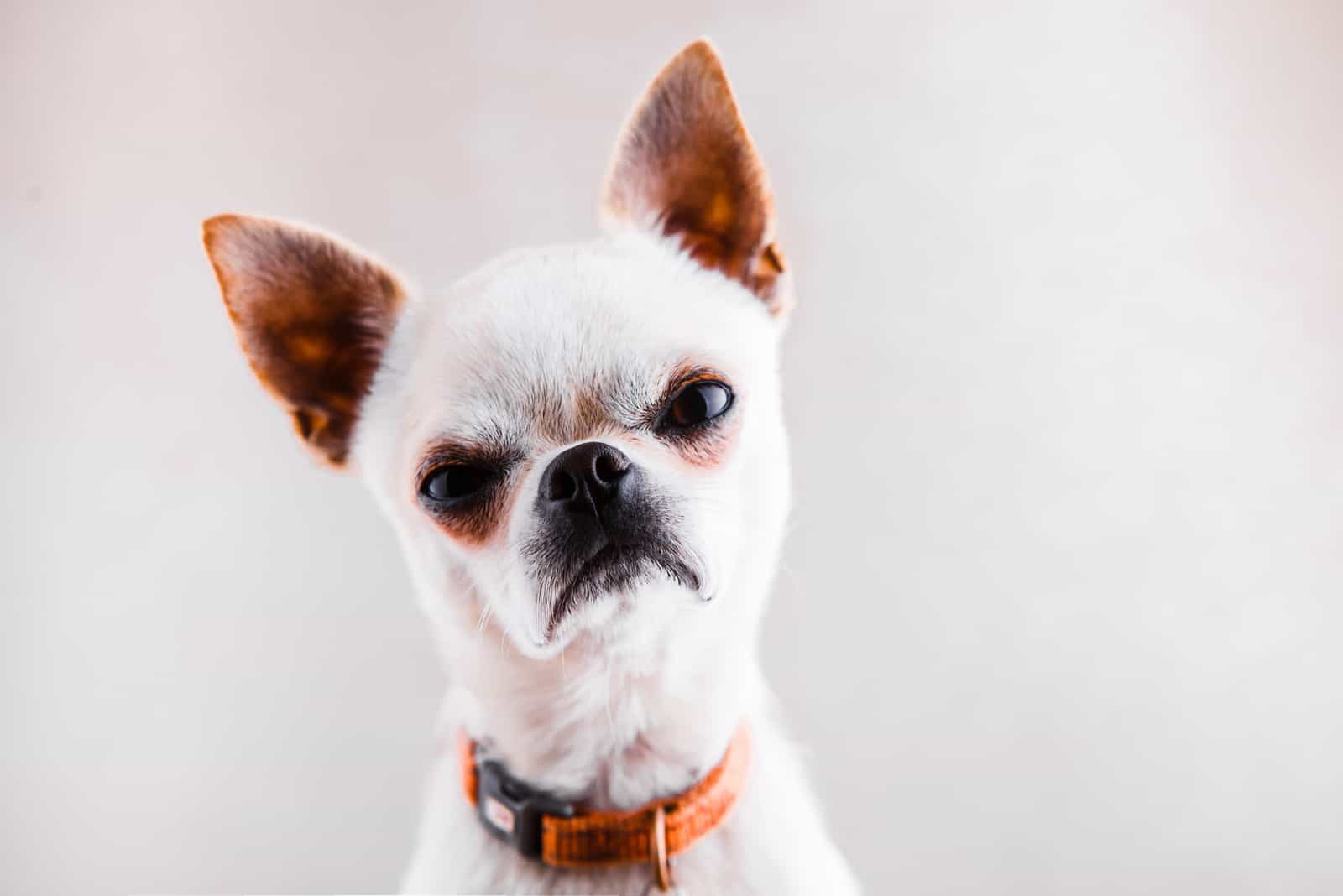 white Chihuahua