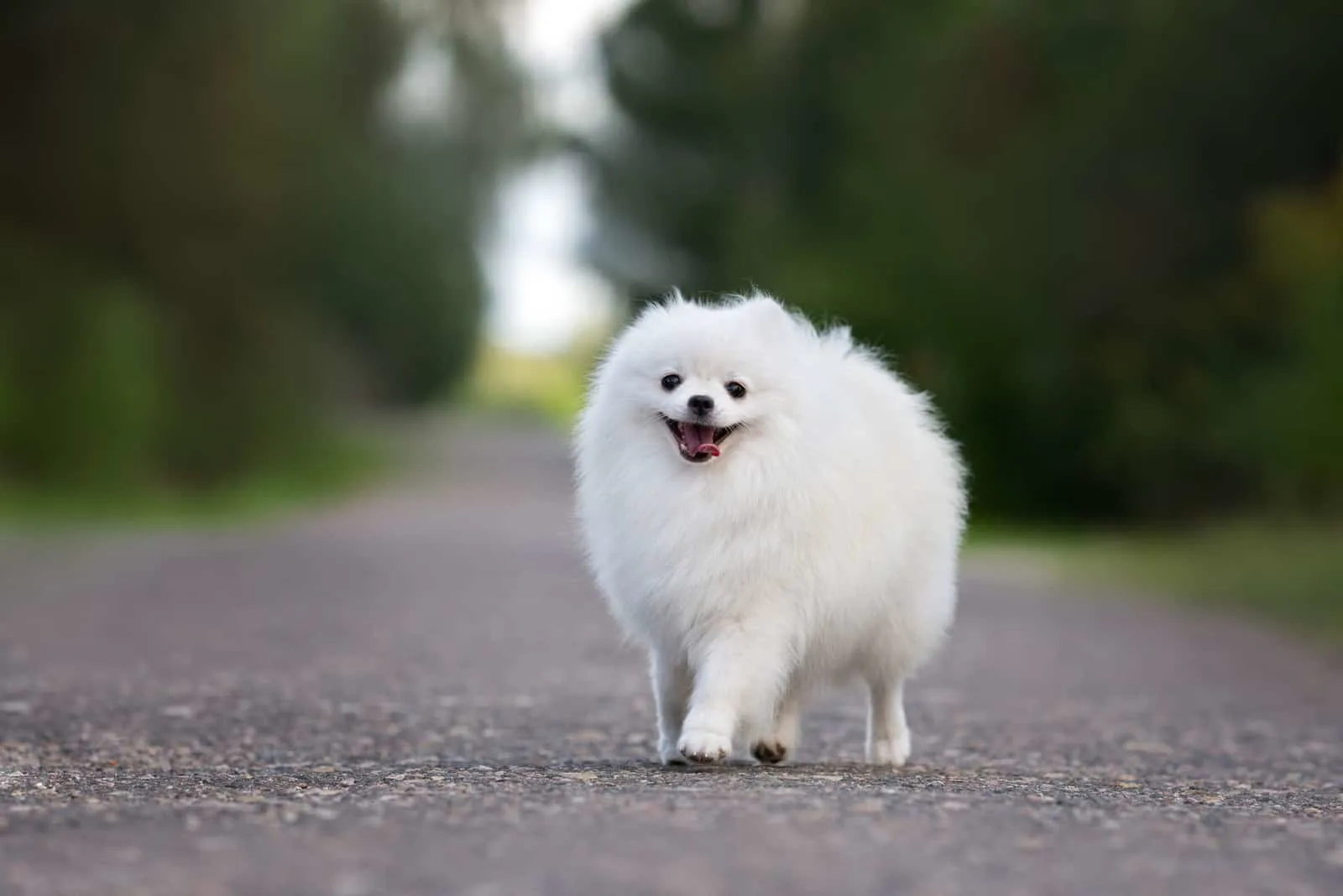 white Pomeranian