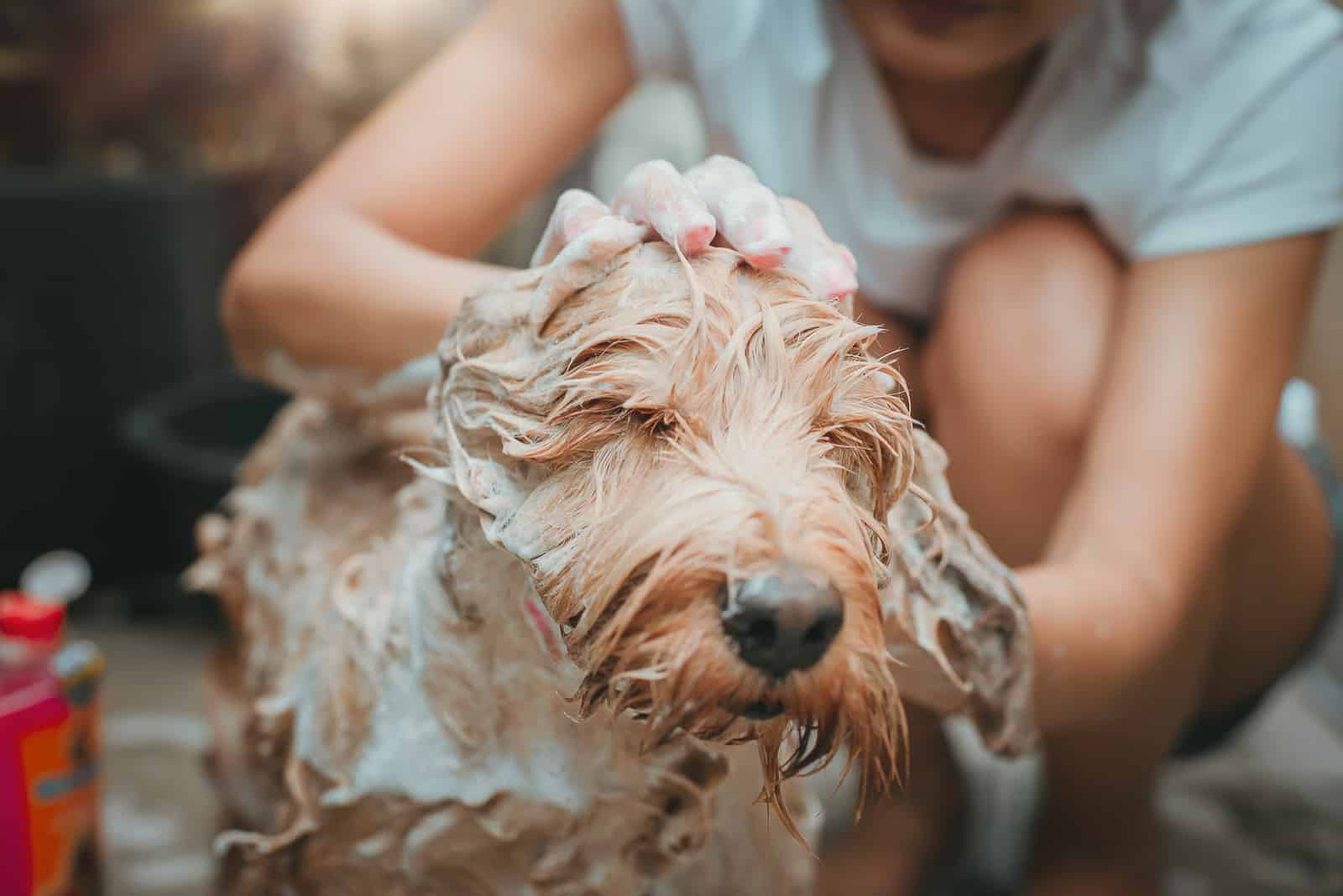 woman bathing cockapoo dog