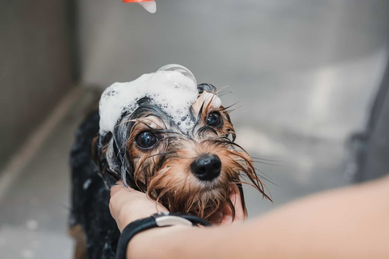 woman bathing yorkie in bathtube